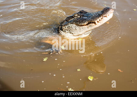 Louisiana Sumpf Land, Delta, Feuchtgebiete. Mississippi Fluß .alligator Stockfoto