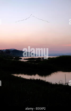 Schwarm Vögel über den Mekong in Chiang Khan in der Provinz Loei Nordosten Thailand fliegen, an der Grenze zu Laos Stockfoto