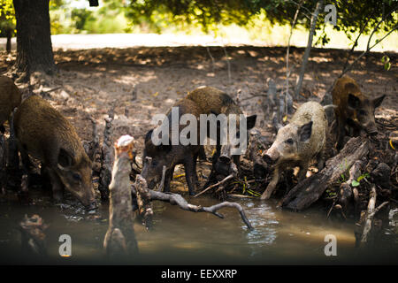 Louisiana Sumpf Land, Delta, Feuchtgebiete. Mississippi Fluß .feral Schweine Stockfoto