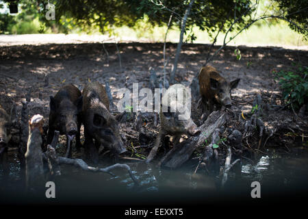 Louisiana Sumpf Land, Delta, Feuchtgebiete. Mississippi Fluß .feral Schweine Stockfoto