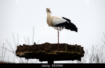 Holzen, Deutschland. 15. Januar 2015. Ein Storch ruht auf einem Nest in Holzen, Deutschland, 15. Januar 2015. Die ersten Störche sind zurück nach Deutschland nach ihrer langen Reise aus nach Süden. Foto: Patrick Seeger/Dpa/Alamy Live News Stockfoto