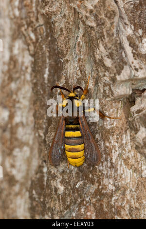 Hornet Moth, Hornet Clearwing, Mimikry, Hornissen-Glasflügler, Bienenökologie-Glasflügler, Hornissenschwärmer, Sesia Apiformis Mimikry Stockfoto