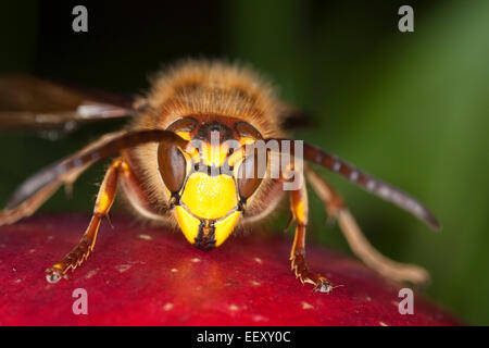 Hornisse, braune Hornisse, Europäische Hornisse, Hornissen, Gesicht um zu Gesicht, Brunftzeit, Hornissen, Portrait, Porträt, Auge in Auge, Vespa crabro Stockfoto