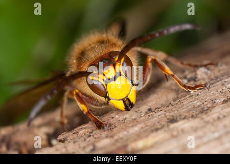 Hornisse, braune Hornisse, Europäische Hornisse, Hornissen, Gesicht um zu Gesicht, Brunftzeit, Hornissen, Portrait, Porträt, Auge in Auge, Vespa crabro Stockfoto