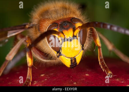 Hornisse, braune Hornisse, Europäische Hornisse, Hornissen, Gesicht um zu Gesicht, Brunftzeit, Hornissen, Portrait, Porträt, Auge in Auge, Vespa crabro Stockfoto