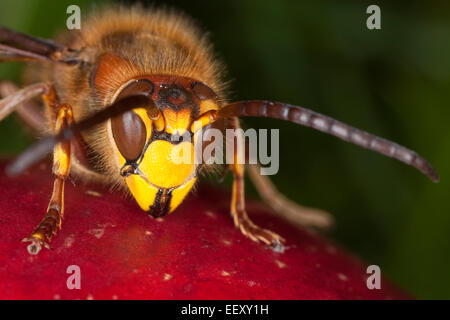 Hornisse, braune Hornisse, Europäische Hornisse, Hornissen, Gesicht um zu Gesicht, Brunftzeit, Hornissen, Portrait, Porträt, Auge in Auge, Vespa crabro Stockfoto