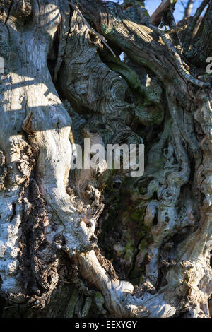 Rinde der alten Edelkastanie Castanea sativa Stockfoto