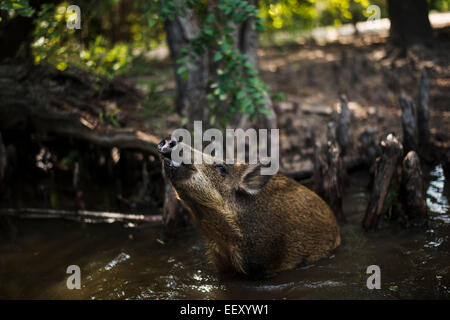 Wildschweinen in Louisiana Sümpfe Louisiana Sumpfland, Delta, Feuchtgebiete. Mississippi Fluß. Stockfoto