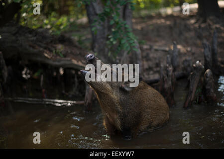 Wildschweinen in Louisiana Sümpfe Louisiana Sumpfland, Delta, Feuchtgebiete. Mississippi Fluß. Stockfoto