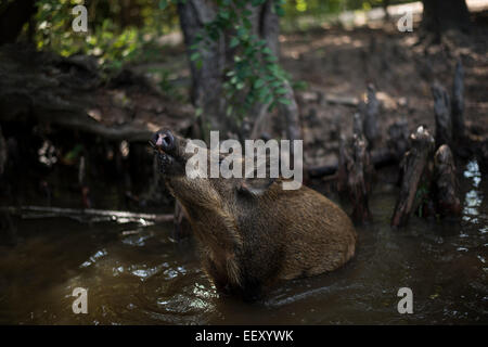Wildschweinen in Louisiana Sümpfe Louisiana Sumpfland, Delta, Feuchtgebiete. Mississippi Fluß. Stockfoto