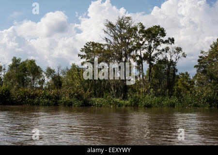 Louisiana Sumpf Land, Delta, Feuchtgebiete. Mississippi Fluß. Stockfoto