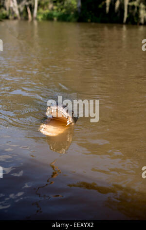 Louisiana Sumpf Land, Delta, Feuchtgebiete. Mississippi Fluß .alligator Stockfoto