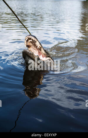 Louisiana Sumpf Land, Delta, Feuchtgebiete. Mississippi Fluß .alligator Stockfoto