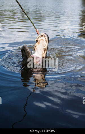 Louisiana Sumpf Land, Delta, Feuchtgebiete. Mississippi Fluß .alligator Stockfoto