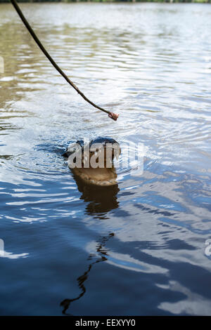 Louisiana Sumpf Land, Delta, Feuchtgebiete. Mississippi Fluß .alligator Stockfoto