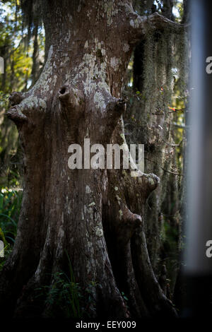 Louisiana Sumpf Land, Delta, Feuchtgebiete. Mississippi Fluß. Stockfoto