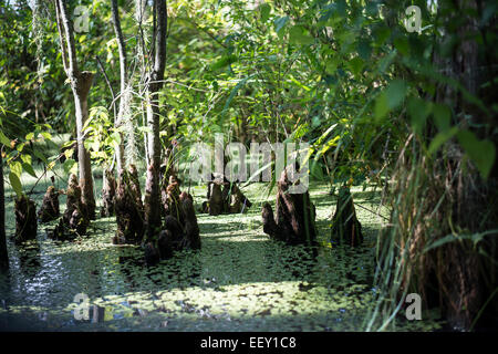 Louisiana Sumpf Land, Delta, Feuchtgebiete. Mississippi Fluß. Stockfoto