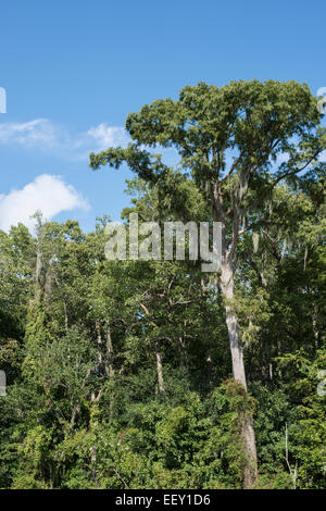 Louisiana Sumpf Land, Delta, Feuchtgebiete. Mississippi Fluß. Stockfoto
