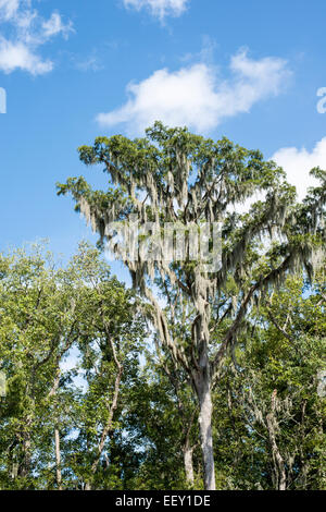 Louisiana Sumpf Land, Delta, Feuchtgebiete. Mississippi Fluß. Stockfoto