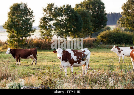 Herde der Kühe in einem Feld Stockfoto