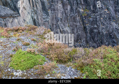 Spärliche Vegetation wachsen in losen Steinen am verlassenen Schiefer Steinbruch von Dinorwig in Llanberis. Stockfoto