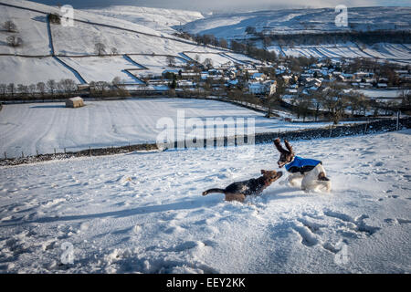 Haustiere: Hunde Spaß im schönen Schnee oberhalb Kettlewell in den Yorkshire Dales Landschaft, Großbritannien Stockfoto