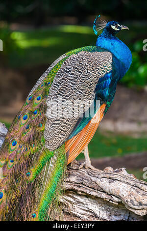 Wilde Pfau sitzt auf alten trockenen Baum im Regenwald Stockfoto