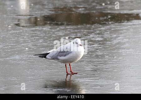 London, UK. 23. Januar 2015. Mit dem anhaltenden kalten Wetter, den See im St. James Park, hat London teilweise zugefroren.  Eine schwarze Leitung Möwe sitzt auf dem Eis. Bildnachweis: Ed Brown/Alamy Live-Nachrichten Stockfoto