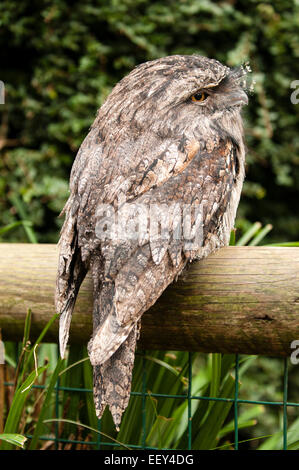 Tawny Frogmouth Stockfoto