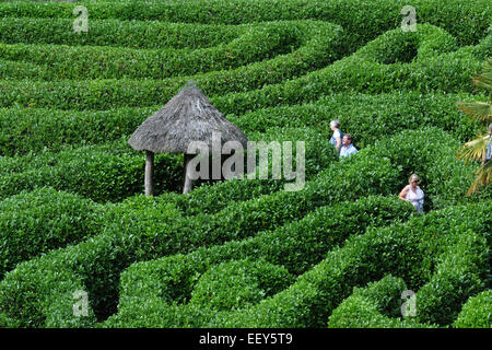 September 2014 das Labyrinth an den National Trust Glendurgan Gardens in der Nähe von Falmouth, Cornwall. PIC Mike Walker, Mike Walker P Stockfoto