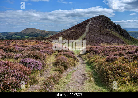 Heather cross Long Mynd, Shropshire, Teil des National Trust Stockfoto