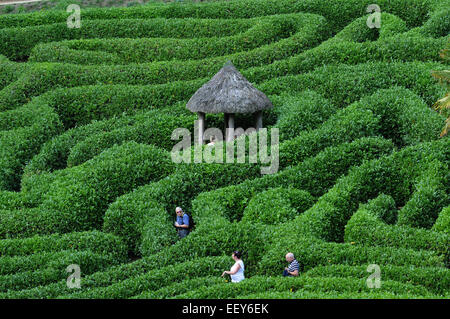 September 2014 das Labyrinth an den National Trust Glendurgan Gardens in der Nähe von Falmouth, Cornwall. PIC Mike Walker, Mike Walker P Stockfoto