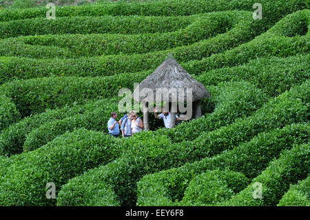 September 2014 das Labyrinth an den National Trust Glendurgan Gardens in der Nähe von Falmouth, Cornwall. PIC Mike Walker, Mike Walker P Stockfoto