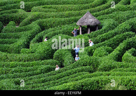 September 2014 das Labyrinth an den National Trust Glendurgan Gardens in der Nähe von Falmouth, Cornwall. PIC Mike Walker, Mike Walker P Stockfoto