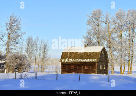 Eine winterliche Landschaft einer Scheune auf einem verlassenen Stück Ackerland in ländlichen Alberta Kanada Stockfoto