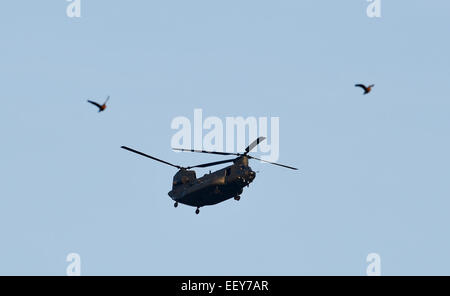 Brighton UK - Ein Hubschrauber aus Chinook, der über dem Sheepcote Valley Brighton flog Stockfoto