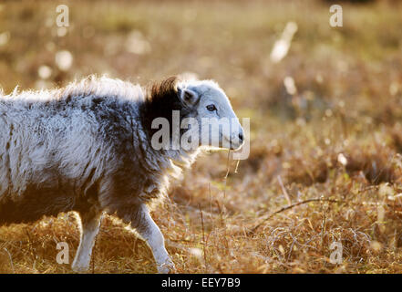 Brighton UK - Herdwick Schafe grasen im Sheepcote Valley Naturreservat in Brighton Stockfoto