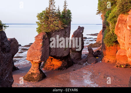 Kanada, Moncton, New Brunswick Hopewell Rocks mit Bäumen an der Spitze bei Sonnenaufgang Stockfoto