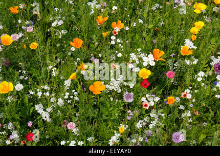 Bottrop, Deutschland, Sommerwiese voller Wildblumen Stockfoto