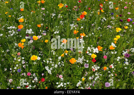 Bottrop, Deutschland, Sommerwiese voller Wildblumen Stockfoto