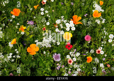 Bottrop, Deutschland, Sommerwiese voller Wildblumen Stockfoto