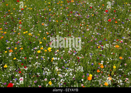 Bottrop, Deutschland, Sommerwiese voller Wildblumen Stockfoto