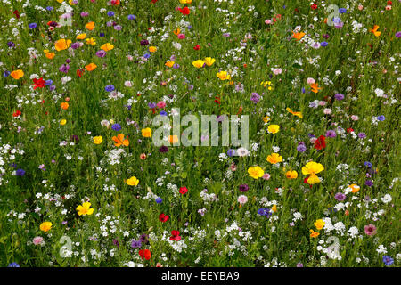 Bottrop, Deutschland, Sommerwiese voller Wildblumen Stockfoto