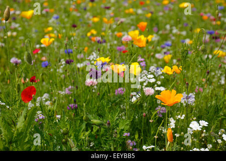 Bottrop, Deutschland, Sommerwiese voller Wildblumen Stockfoto