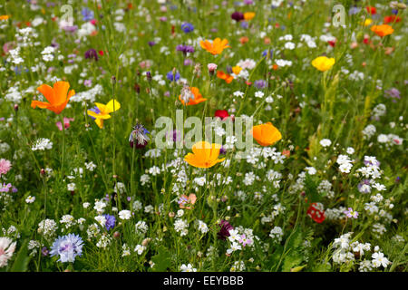 Bottrop, Deutschland, Sommerwiese voller Wildblumen Stockfoto