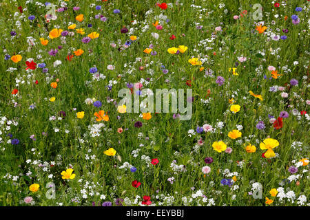 Bottrop, Deutschland, Sommerwiese voller Wildblumen Stockfoto