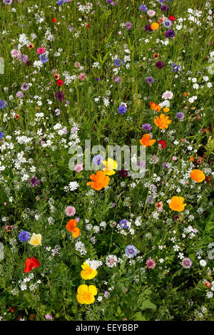 Bottrop, Deutschland, Sommerwiese voller Wildblumen Stockfoto