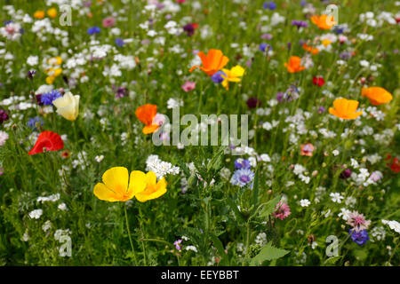 Bottrop, Deutschland, Sommerwiese voller Wildblumen Stockfoto