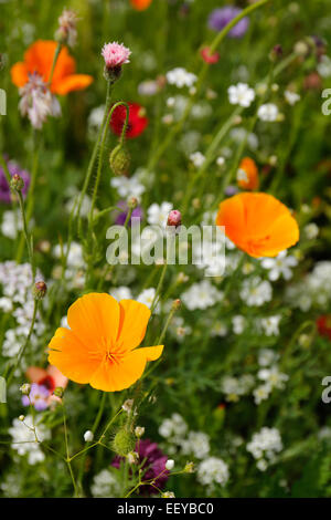 Bottrop, Deutschland, Sommerwiese voller Wildblumen Stockfoto