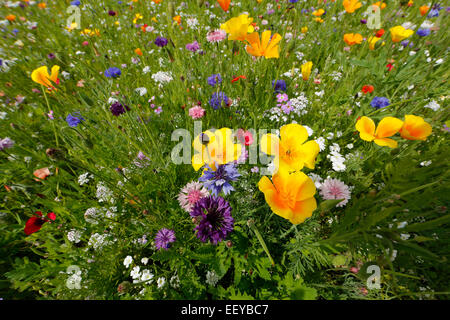 Bottrop, Deutschland, Sommerwiese voller Wildblumen Stockfoto